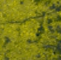 Ringstruktur Westerkappeln Nord